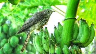 Common hawk cuckoo calls| Brain fever bird checking the nest of babblers | அக்காக் குயில் கூவும் ஒலி