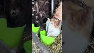Чем кормим бычков? ТГК: DanilaFermer #reels #shorts #farming #животноводство #фермерство #откорм