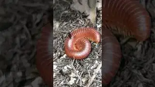 Round Red Millipede Episode-60 #wildlife #scary #nature #terrible #insect #red #viralvideo #shorts