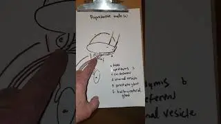 Reproductive Male a | Mort Anat 2