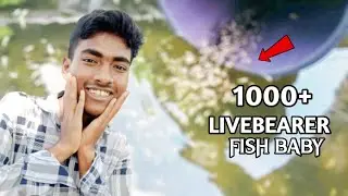 Thousands (1000) of Baby Livebearer Fish