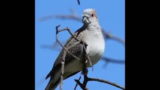 Diamond Dove #caperteevalley #woodlands #australia #birds #conservation #bushland #ecology