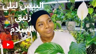 كيف رعاية واهتمام نبات البيس ليلي نبات الشراع في مجموعتي ؟؟
