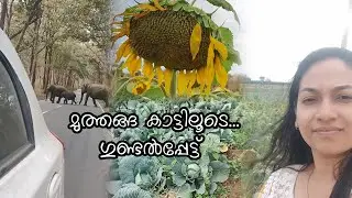 താമരശ്ശേരി ചുരം..വയനാട് കാടിന് നടുവിലൂടെ...