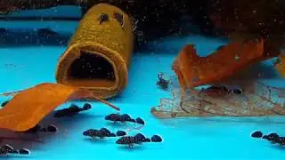 L213 - Ancistrus species small ( pleco - L-welse )