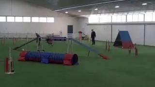 Vekara Agility , L1 , B , 31 Sara , Pinseri