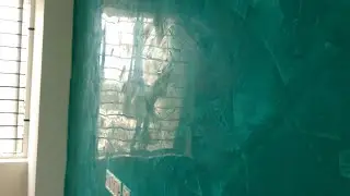 Interior glass finish  texture design on wall simply |technique by asian paints india