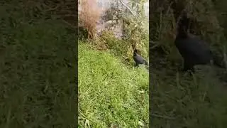 #murgha #animal #avianlife