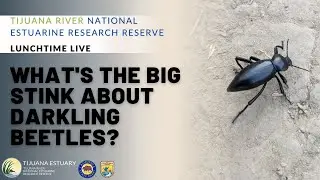 Lunchtime Live: What's the Big Stink About Darkling Beetles?