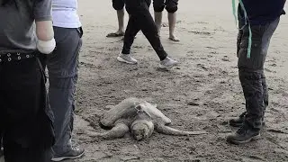 Help save endangered sea turtles