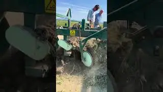 Digging Up Tulip Bulbs | Farming at Tulip Town in Skagit Valley