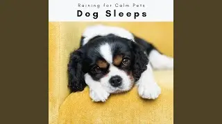 Virgin Rain Noises for Instant Dog Sleep