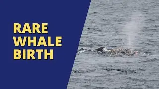 Gray Whale Gives Birth During Boat Tour