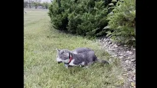 grey cat & it wasn't me (e)