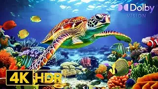 Peaceful Fish Swimming 4K HDR Aquarium 🌙 | Dolby Vision OLED 60FPS