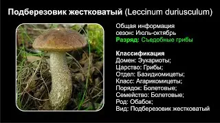 Подберезовик жестковатый (Leccinum duriusculum)