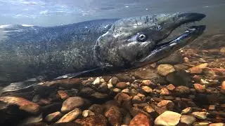 Salmon Run at Spencer Creek
