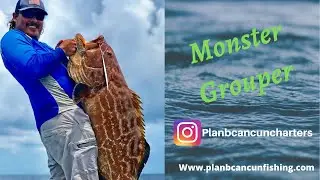 MONSTER GROUPER !! Caught this black grouper in cancun, 🇲🇽