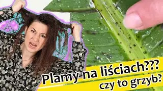 Tajemnice Uprawy Bananowca. Czym są Plamy na Liściach. @egzotycznie