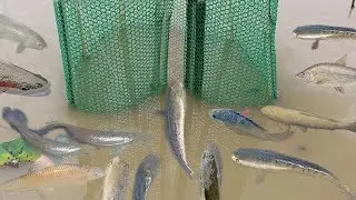 Wow!! Smart Girl Make Easy Fish Trap To Catch A Lot of Fish - How to Make Simple Fish Trap