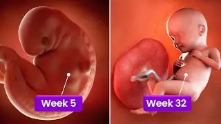 Womb to World: A Month-by-Month Guide