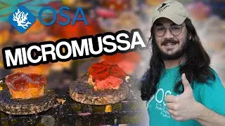 What is Micromussa?  | What is a Coral with Eli