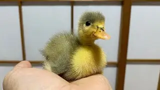 アヒルの赤ちゃんが生まれました