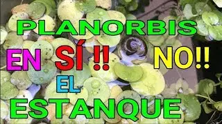 ❤️Caracol planorbis en el estanque. Muy necesario y beneficioso