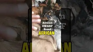 African DWARF goats #goatfarming #farminginghana #farminginafrica