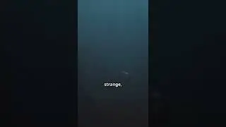 USO #DeepSeaAliens #USO #UAP #UFO #OceanMystery #ShagHarbour #NimitzEncounters #Transmedium