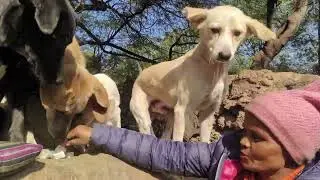 Karma group ke sahyog se we are helping all animals|| Street dogs  ||#dog #help #streetdog #animals
