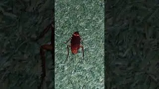 Я весёлый таракан 🪳 #весёлыйтаракан #таракан #cockroach