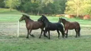 Friesian Sport Horses - May