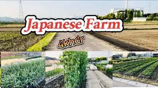Walking Exercise at Japanese Farm(Japan Vlog)