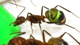 Ants Drinking Green Liquid - Macro and Timelapse