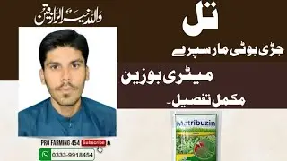 Sesame weedicide spray experiment.Metribuzin by Agro Mark Yaqoob Group.تل جڑی بوٹی کا سپرے