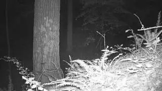 2016 06 09 04 35 32 WhitetailDeer