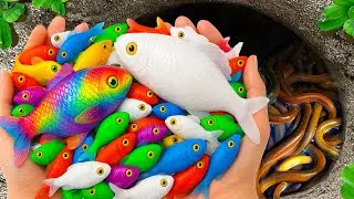 Catch Beautiful Freshwater Aquarium Fish in Giant Colorful Eegs, Dory, Turtle, Axolotl Fish, Snails