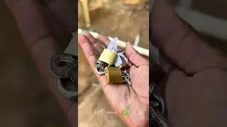 Pigeon has spread 🤔| pets corner | #trending #tamil #petscorner #pigeonlaver #pigeonsale #yt