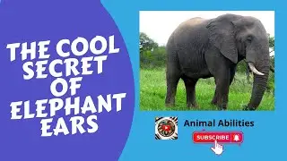 THE COOL SECRET OF ELEPHANT EARS