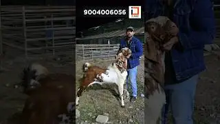 Gujri andul | Dora 🐐 farm #goats2025