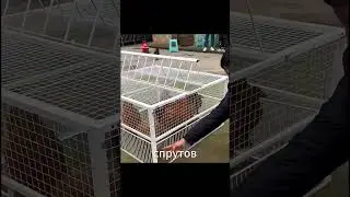 Самая умная ловушка для птиц &ndash; они заходят сами! 🐦