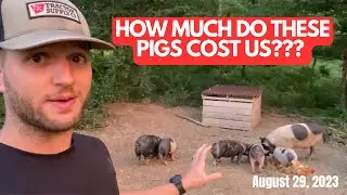 Pig Math: Our 6 Month Update And Cost Breakdown