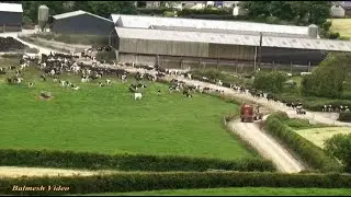 Silage Operations Wait for the Cows - but Pit Work continues!