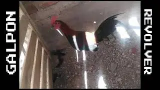 Gallito (Chuito - Brown Red)⚡