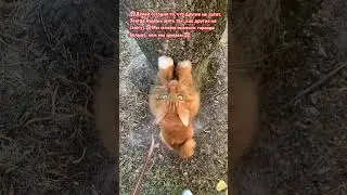 Cat Leon❤️.#cat #catleon #кот #котики#кошки#рекомендации #funny#cutecat