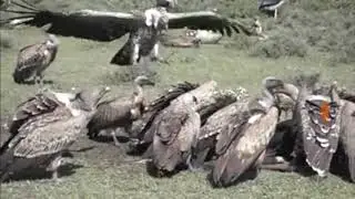Vulture information