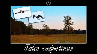 Red-footed falcon sound (falco vespertinus) [Nature sounds]