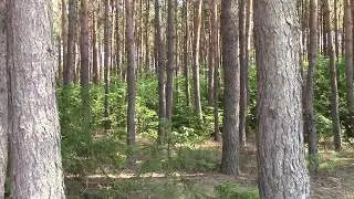 Osuchy Battle - Largest Partisan Battle in Poland