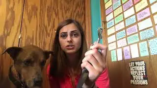My First Time Ordering Off Chewy ~ Huge Unboxing